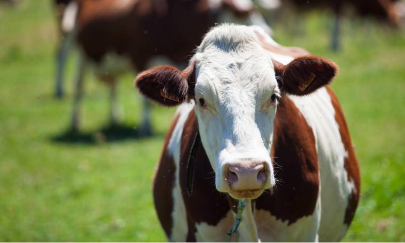 herd-cows-producing-milk-gruyere-cheese-france-spring